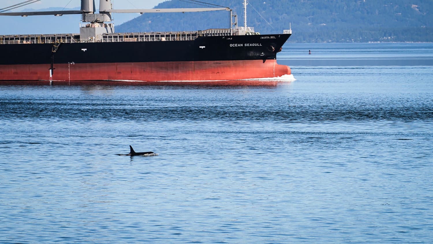 An orca peeks above the water in the Boundary Pass international shipping channel, near the BC coast, near a cargo ship.