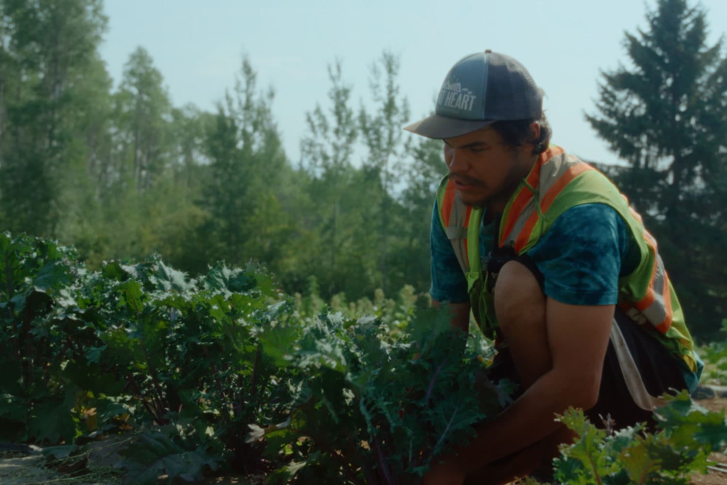 Justice Moore, a young Gitxsan/Tsimshian man wearing a cap and hi-vis vest harvests kale at Tea Creek.