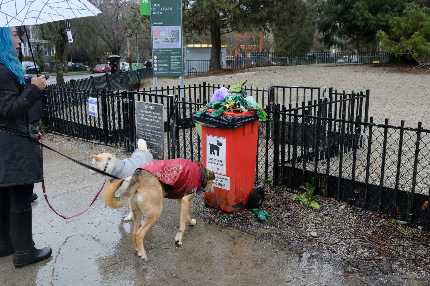 A park's orange dog-waste bin overflows with bags of poop while a blue-haired person stands nearby with two dogs on leashes.