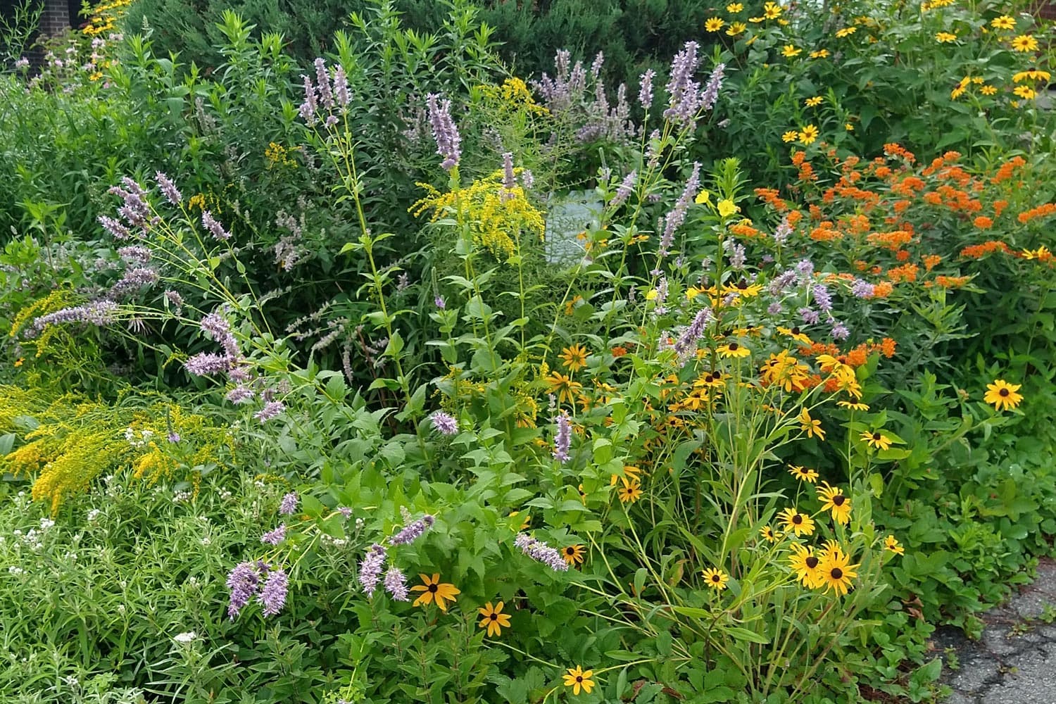 A dense garden bed blooms with yellow, orange, and purple flowers among tall green plants.